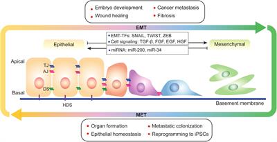 Epithelial-Mesenchymal Transition and Metabolic Switching in Cancer: Lessons From Somatic Cell Reprogramming